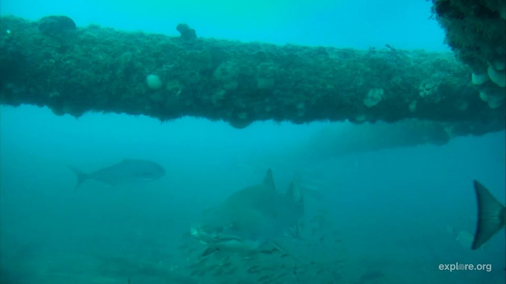 217f22c1-7831-4d1c-9698-cb508076be7f