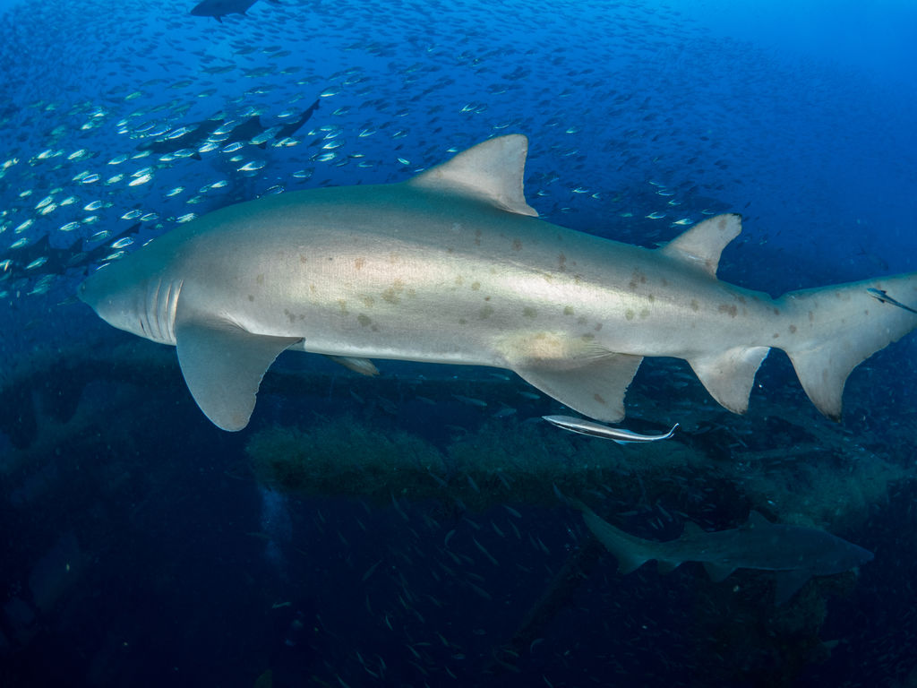 c697a313-55e9-46ea-8fbf-45435676208a