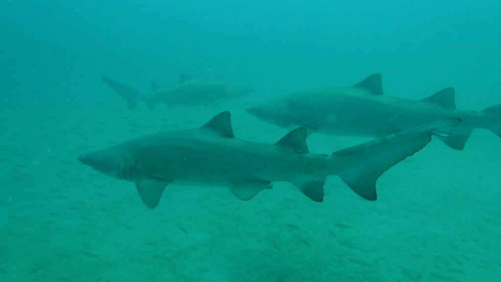 58b85aaa-7362-47a3-b5ff-86ba590ae9eb