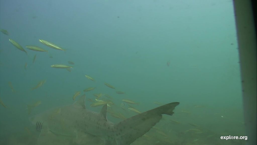 afd9416c-7566-4df3-bb4e-2e5b766c02a1