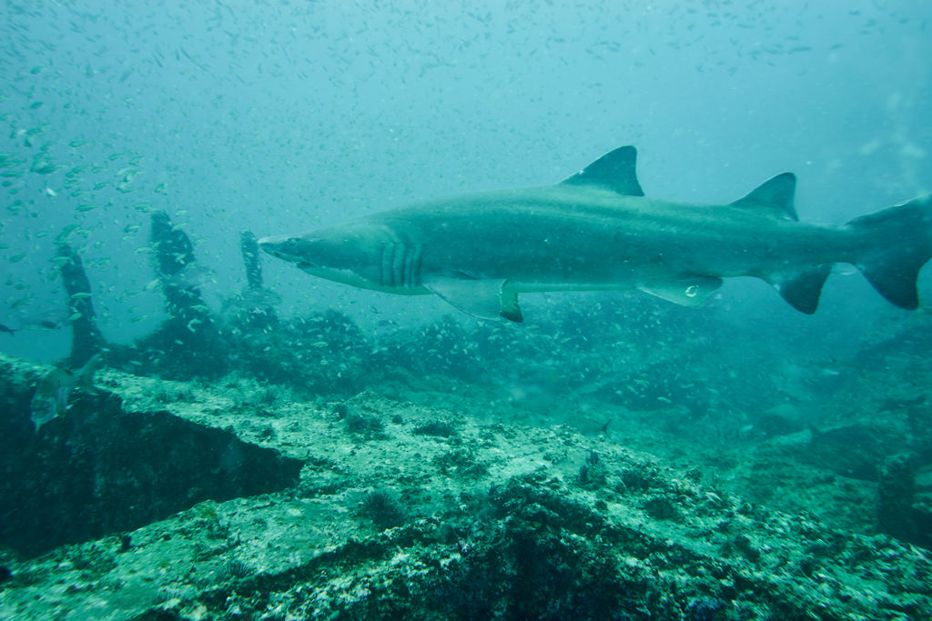 f5e5e839-a0ea-4893-8373-4e9b0b341dff