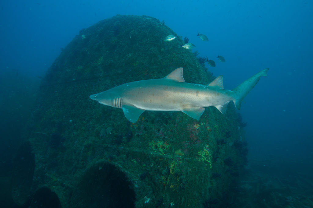 c096706d-5619-4e38-bbc7-2d97fa089eb8