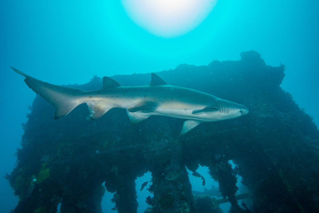 a5237c57-ee56-4fcc-bbc5-4ad6bb029b70