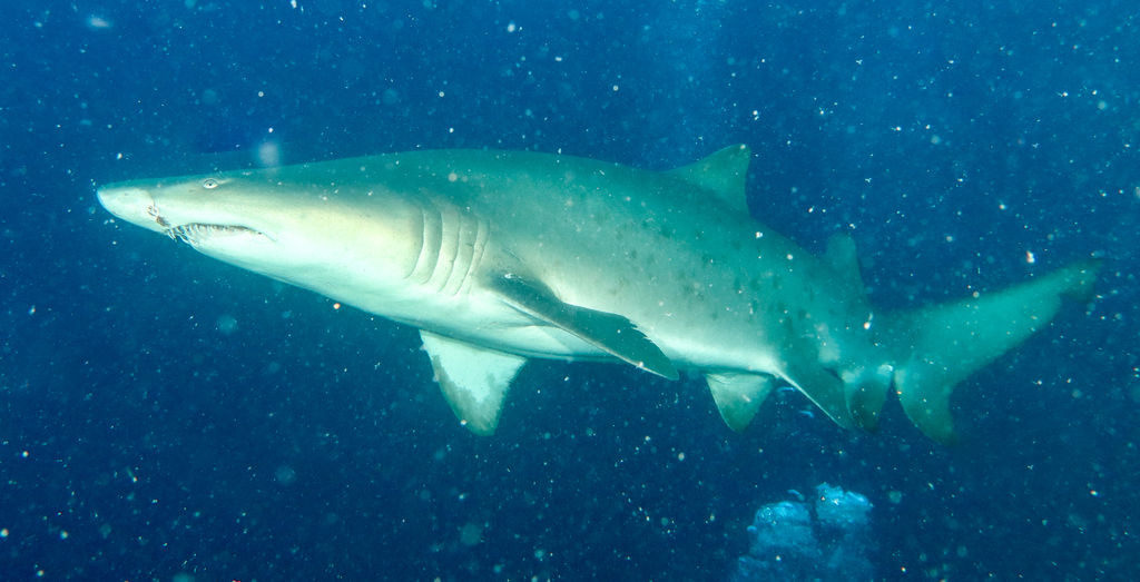 1f1e3a7a-e6e9-4c8e-b680-e81f40a1bff6