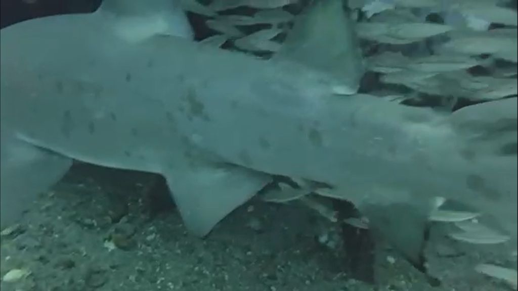 11be3dbc-5eee-4ecf-80ce-63048d154e95