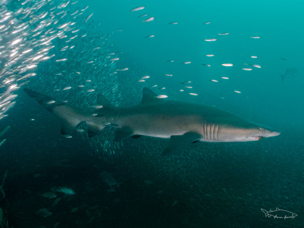 9596701a-fe85-46e7-8b37-8a5f48690779