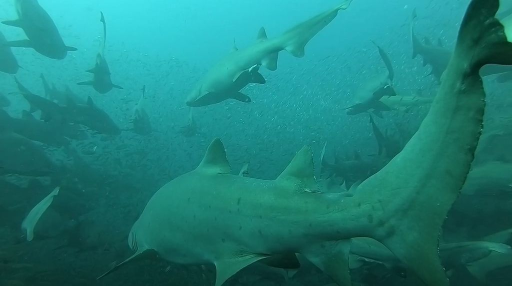 f5bfb919-6dac-4b6f-93e1-f3d66afde408