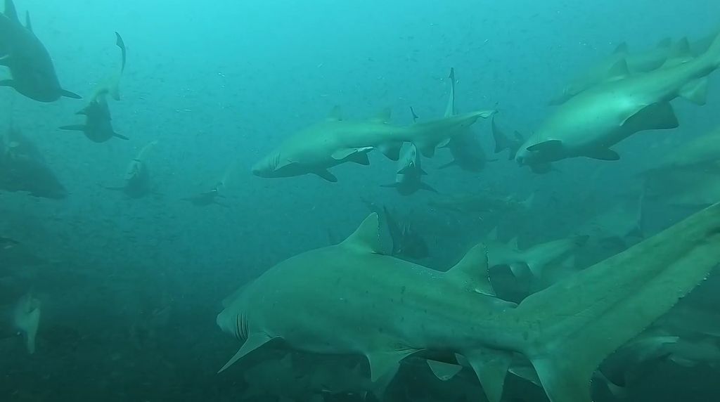 f5bfb919-6dac-4b6f-93e1-f3d66afde408