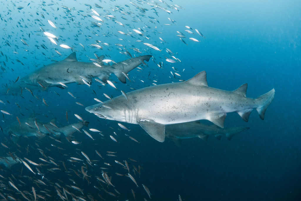 009dd1a3-9a80-4a94-a452-fd3e4c070417