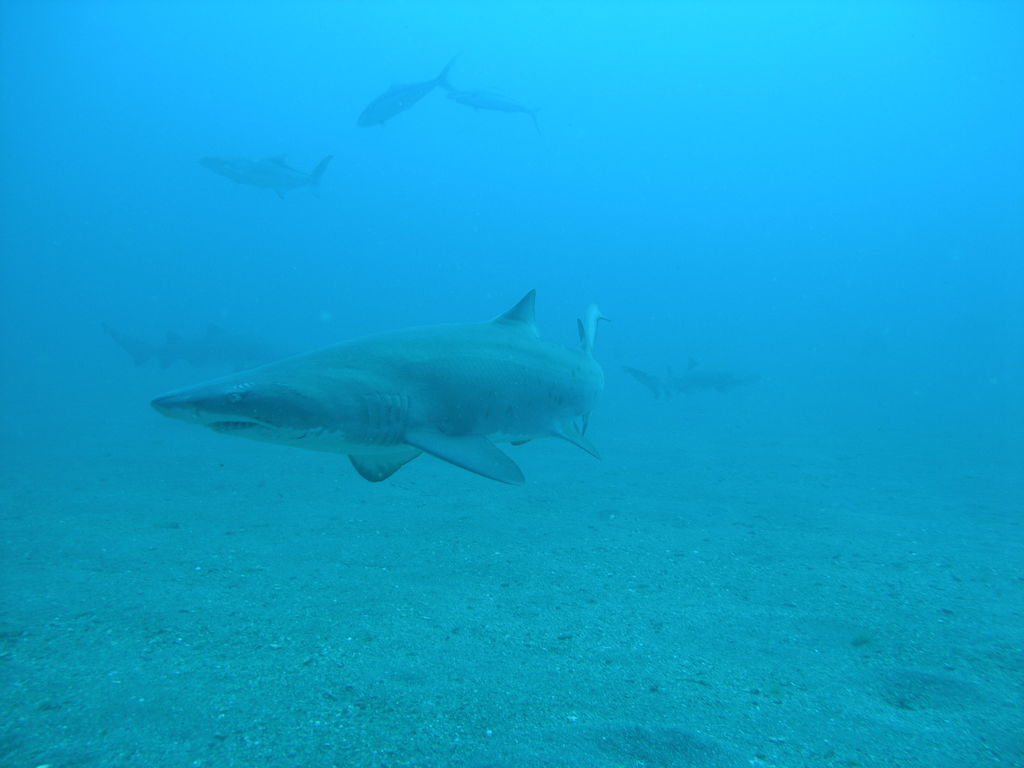 51f2dcad-b917-4e2e-b11a-5e59ec1631e3