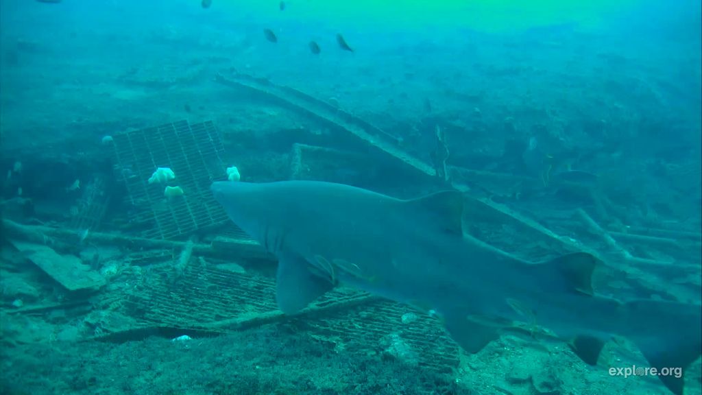 0d609dc4-158e-4bdd-8931-bdc9b10e92af