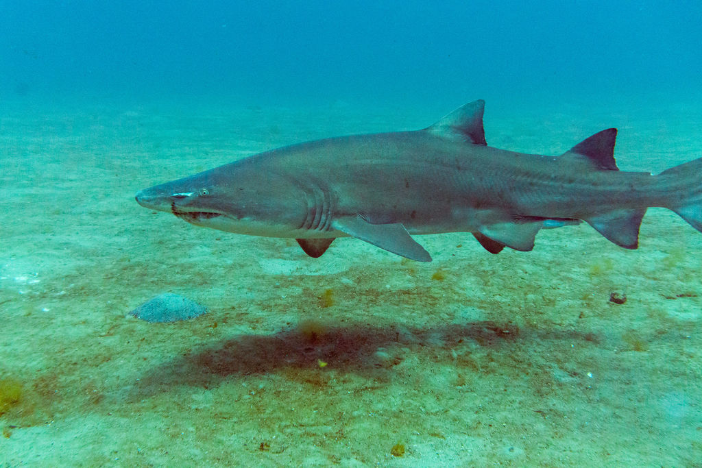 4da7ef6b-88b9-477a-8115-348ddaca1170