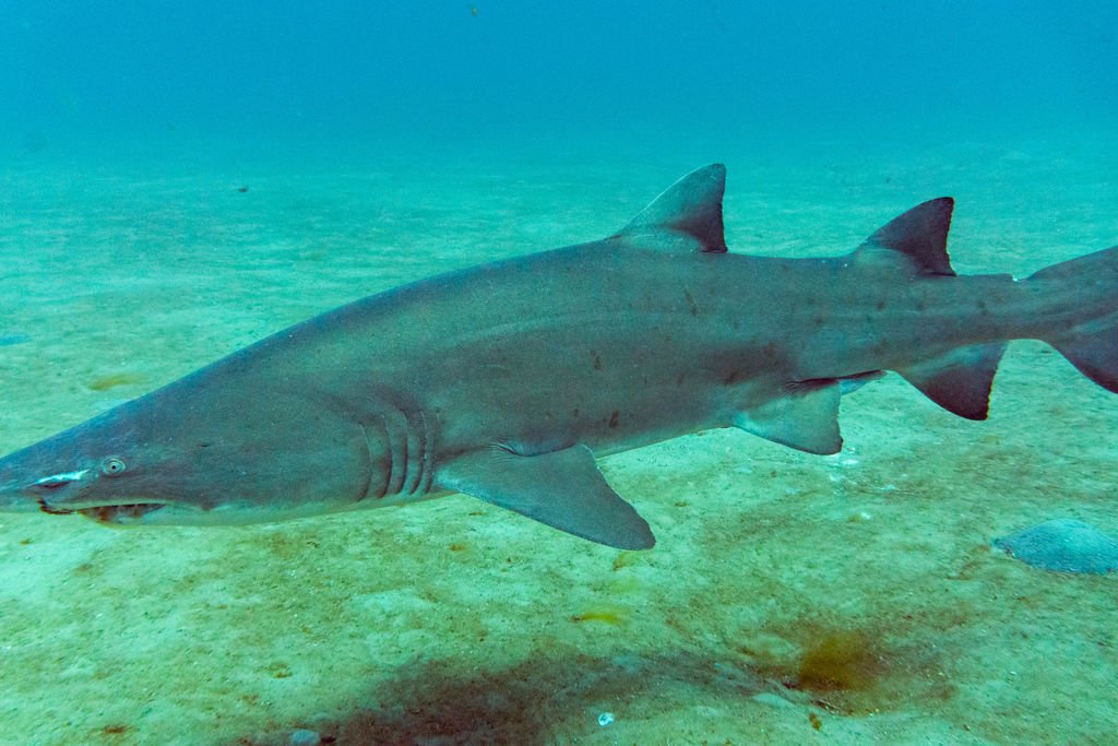 4da7ef6b-88b9-477a-8115-348ddaca1170