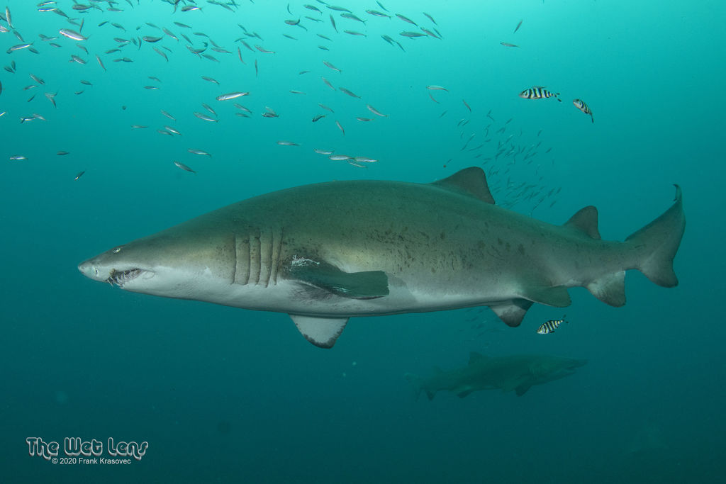 523959c2-4491-455a-b81b-10bf4670cf42