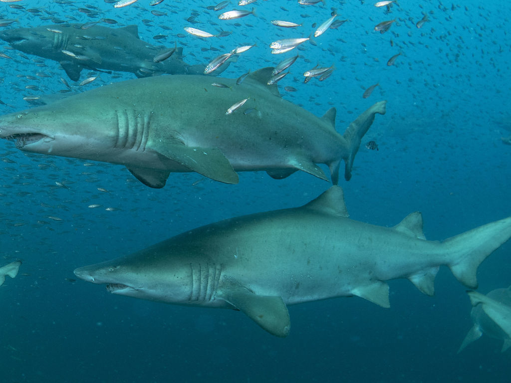 4d13ff6b-be11-40ad-9e30-93f0080f49ae