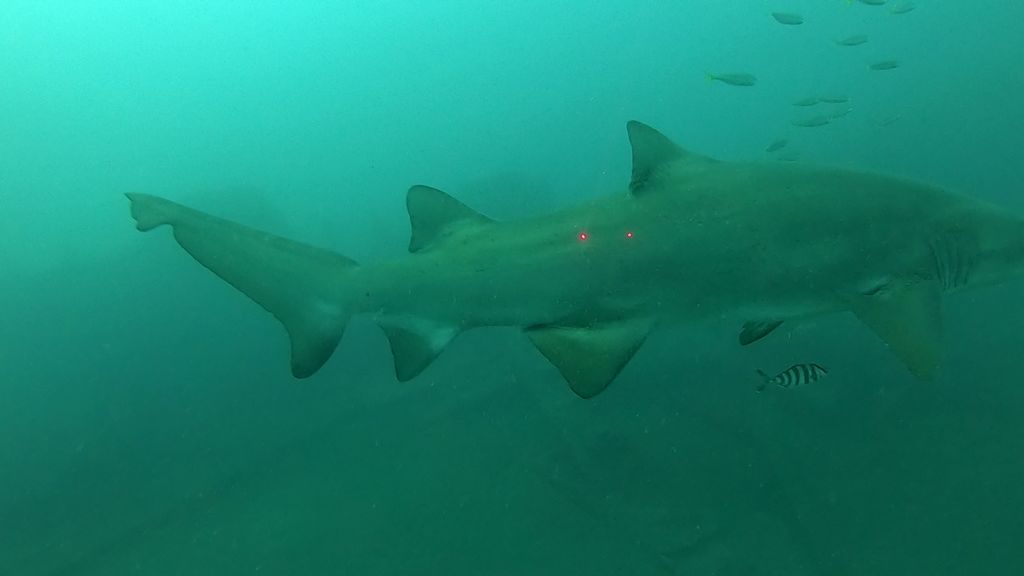 52522c8b-4792-4d6e-86c7-5cb2e01a474f