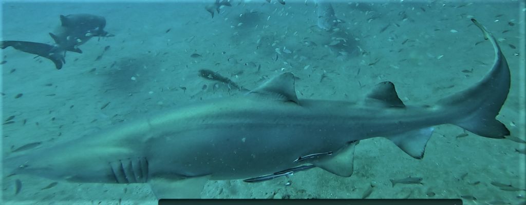 80d7819b-58cb-4402-bd84-c073ae3f8dec