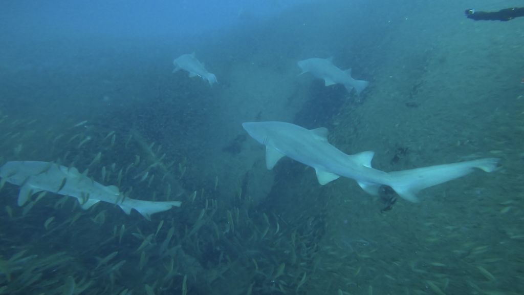 fa83ab4f-8ffb-40f0-9578-13cd9a2a1885