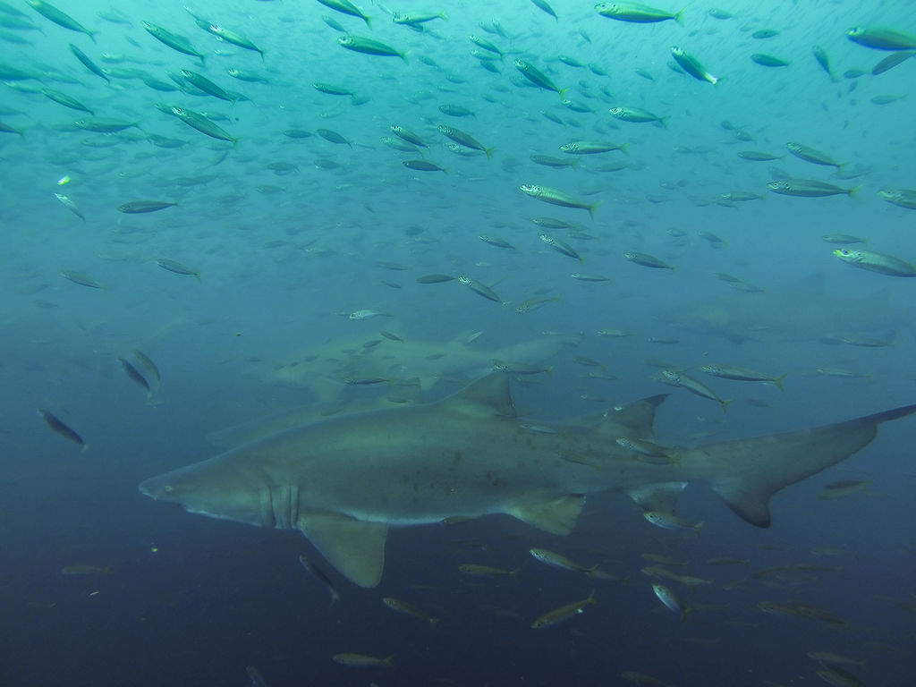 7ac95709-f652-4e82-84e9-c6a7b5fc0846