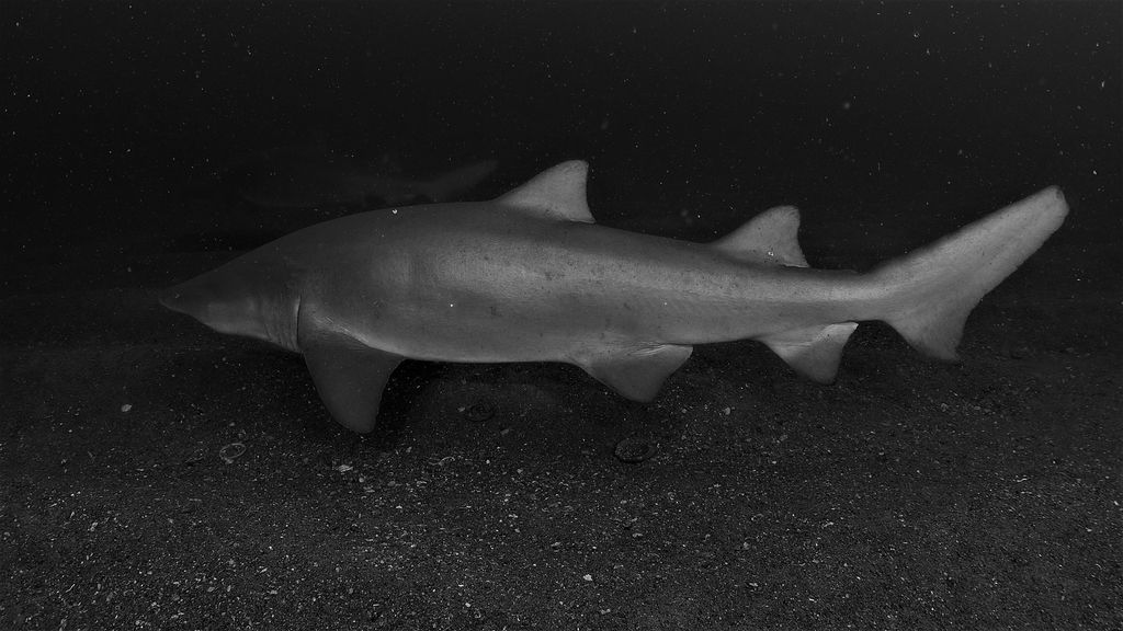 59965cbe-acf9-4bfd-ba8c-2215821dc253