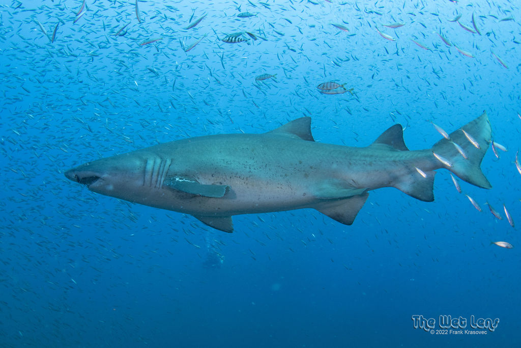 0bc687f1-2297-49e1-9c8e-fd821e4709ef