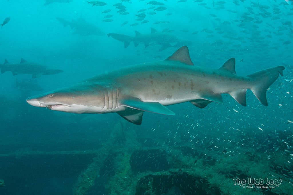 d1304e4e-6d35-447d-a5b7-3d8c6c238fdc