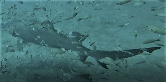 471068b3-6018-4290-90d6-390b3aadef63