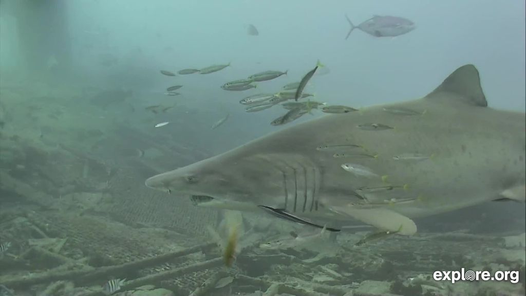 28066dff-fe84-4e65-abda-41a77b66e57d