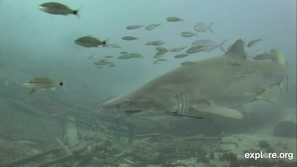 28066dff-fe84-4e65-abda-41a77b66e57d