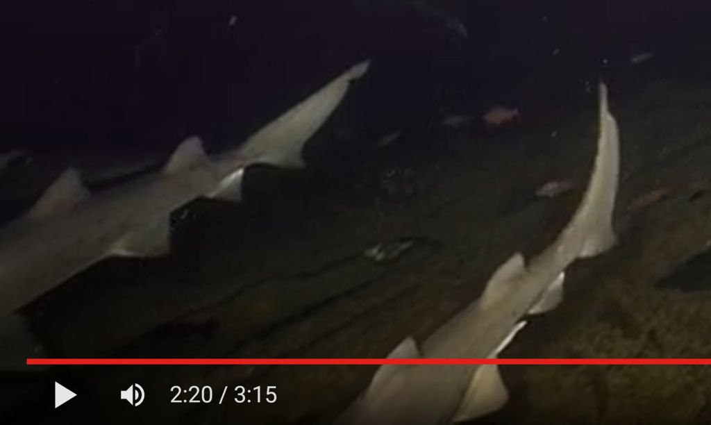 c1e966a5-0f87-4f9d-a76c-38d5b0d96c6e