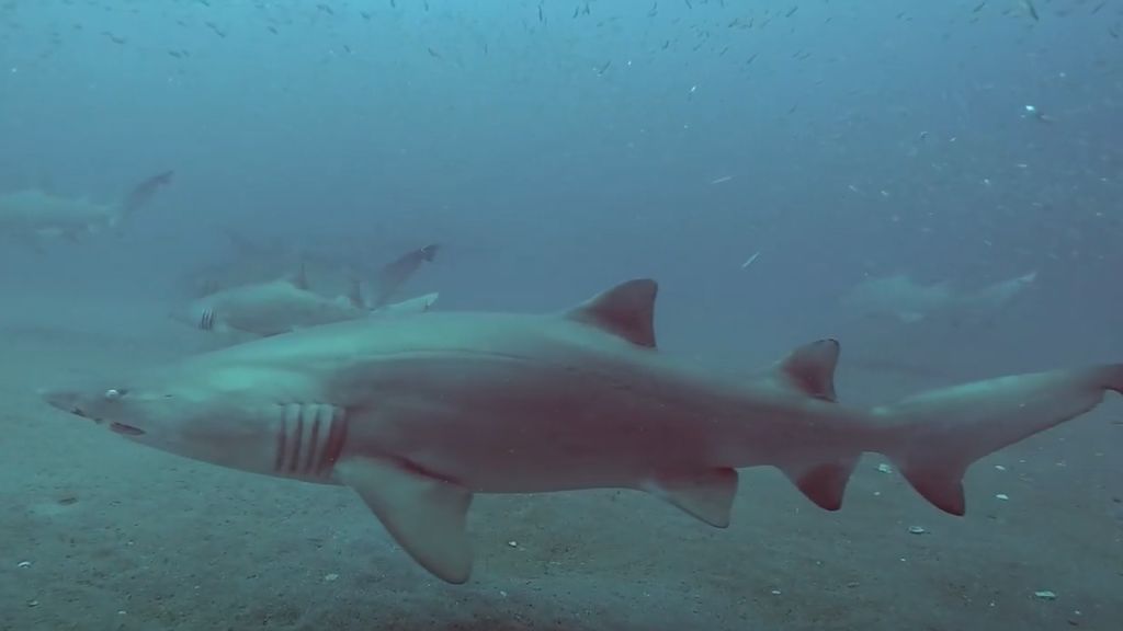 514588eb-d821-48a8-be53-e046514e2ef0