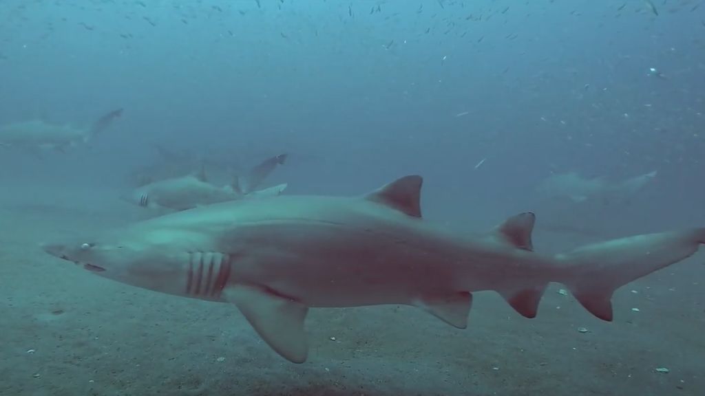 514588eb-d821-48a8-be53-e046514e2ef0