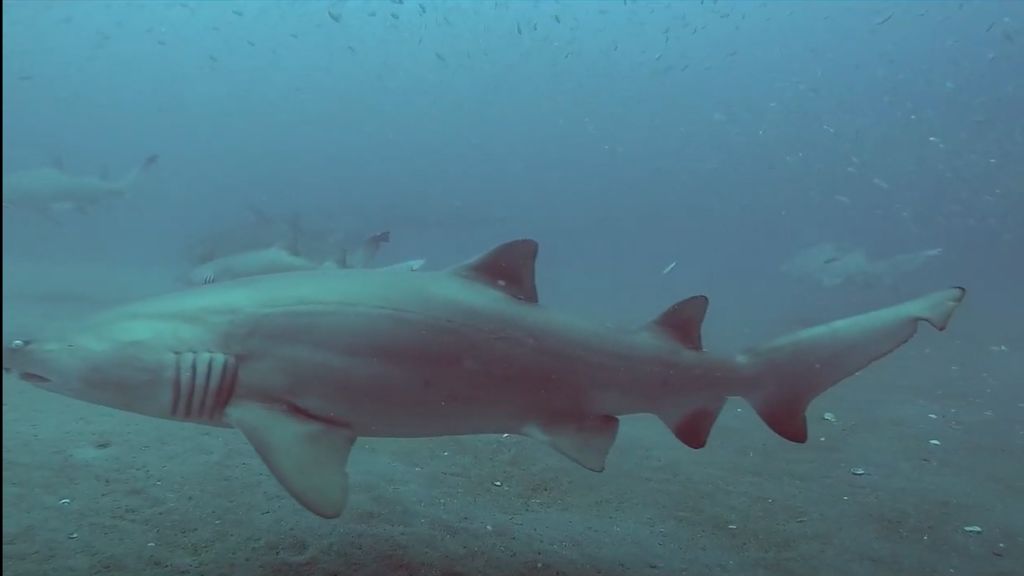 514588eb-d821-48a8-be53-e046514e2ef0