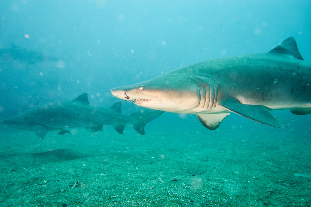 4a5e62f5-168c-4280-96f9-e00f33a24df2