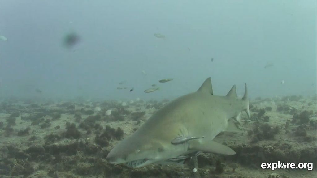 4b4c70e8-af1e-4e14-b361-4e25d0ea3ca1