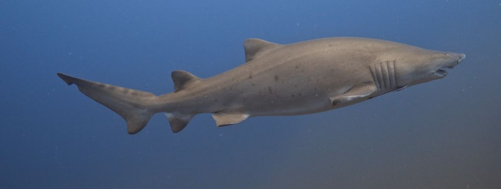 e9f792ca-d39f-40a3-86d4-df92dc46db55