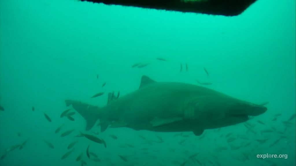 4d21c181-8348-41bb-b6c8-b7816aa20d39