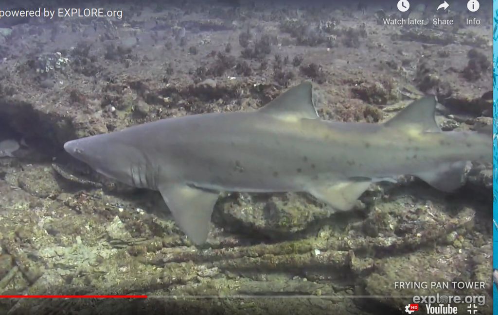 8f726bcc-7fc2-4075-9c70-ddc86e3c5ec3