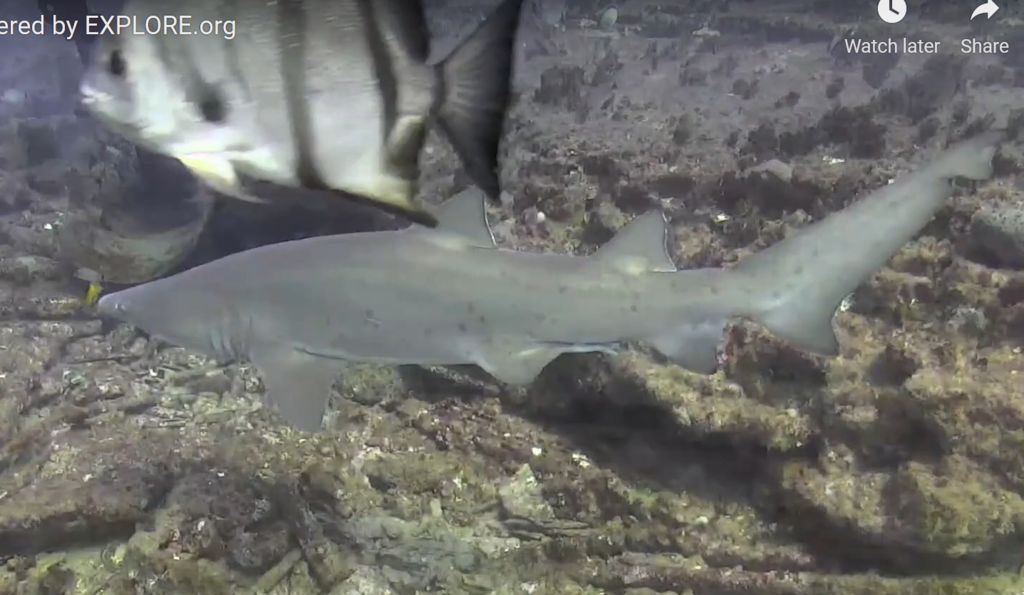 8f726bcc-7fc2-4075-9c70-ddc86e3c5ec3