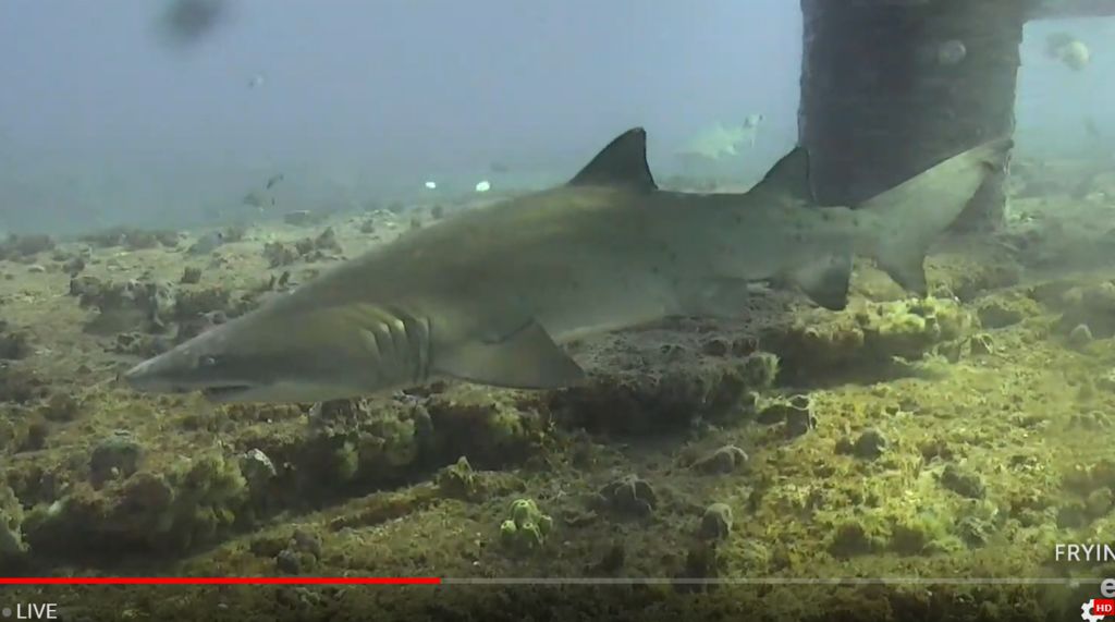 8f726bcc-7fc2-4075-9c70-ddc86e3c5ec3