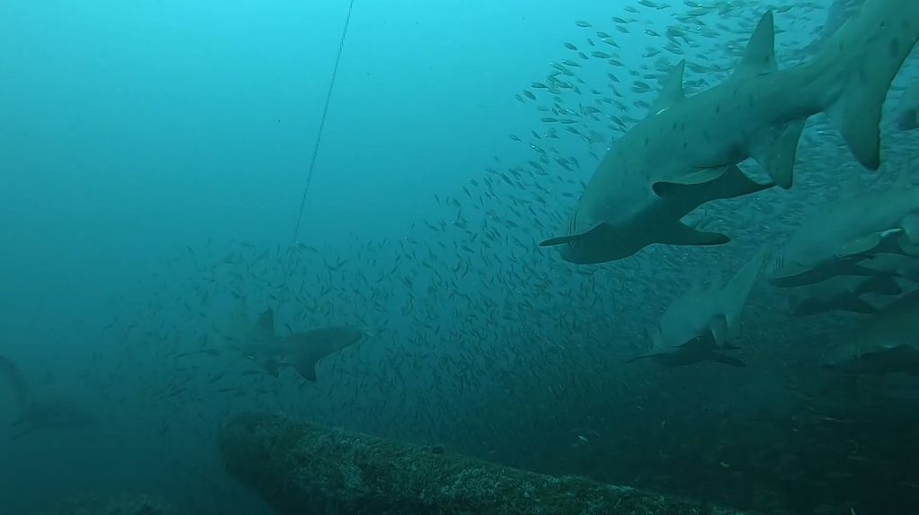 ad518191-8c16-494b-aba8-a24f4cd0033e