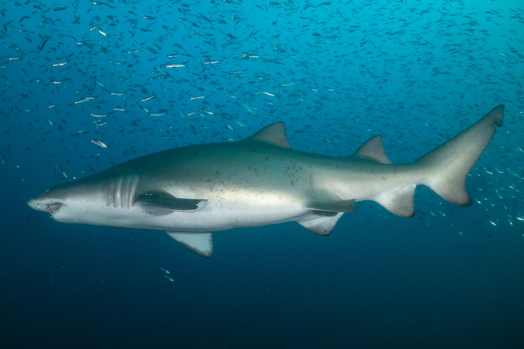 70f8fc6e-0682-46e2-bdcd-12259a4bb353