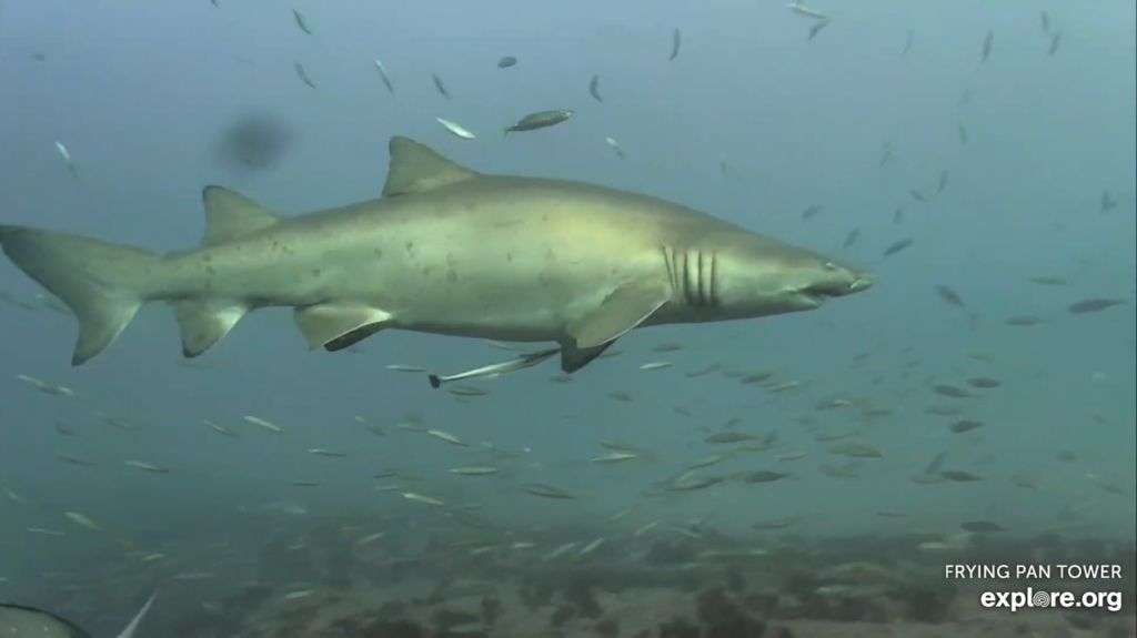 4821ca46-b67d-43e1-b78f-1b34f16469d5