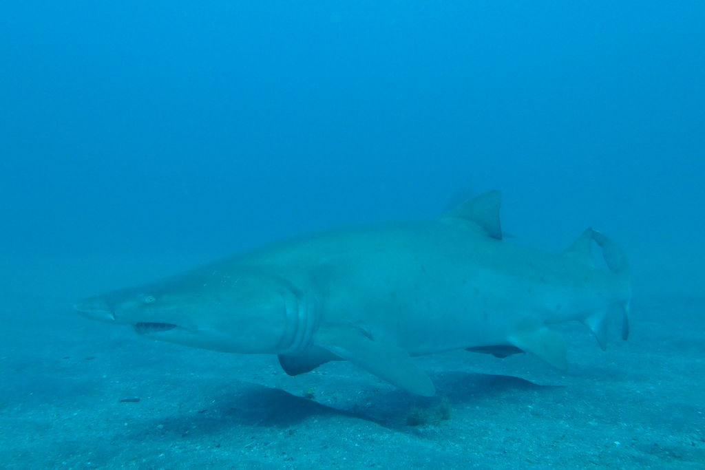 13100a7c-909a-42b1-811f-4d3df538877e