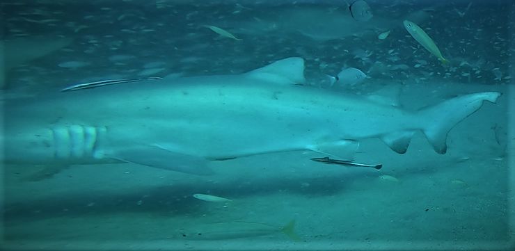 7e959115-1552-47b2-a56a-dbc3dd3711f9