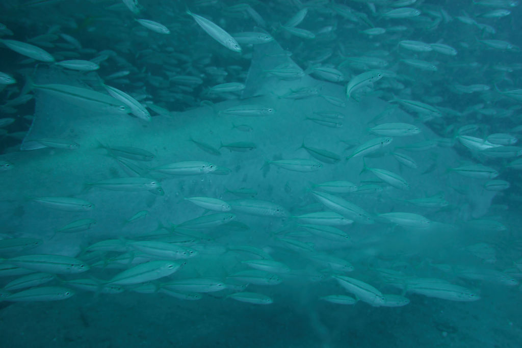 f1360cd5-d974-4473-b820-2fa70fb06bd9