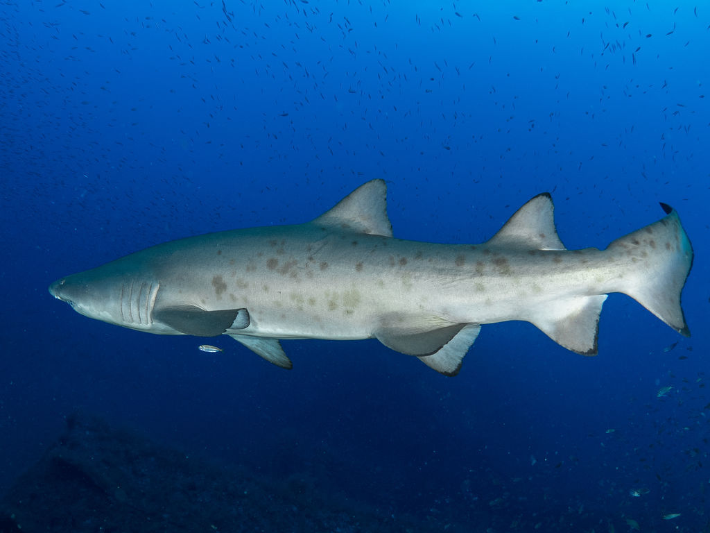 47be0dea-79fd-46dc-807c-5b176d6f5006