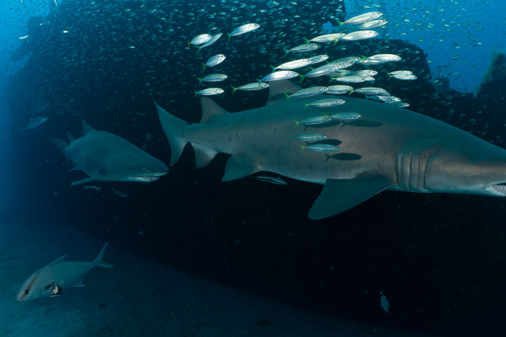 76b4772b-d84a-4cb2-b6c4-f6ef7e78029e