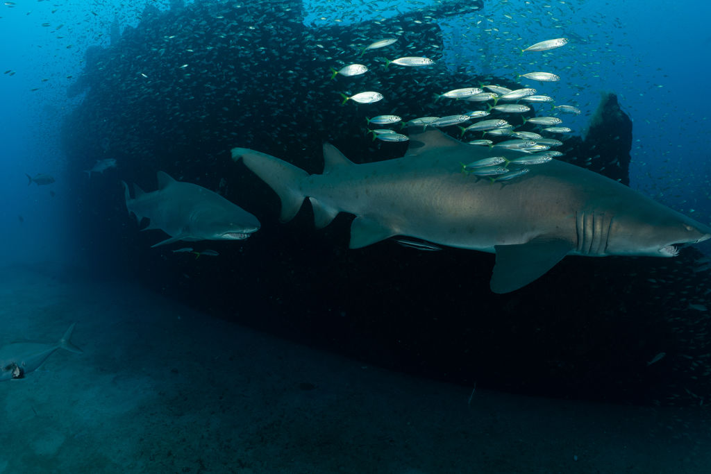 76b4772b-d84a-4cb2-b6c4-f6ef7e78029e