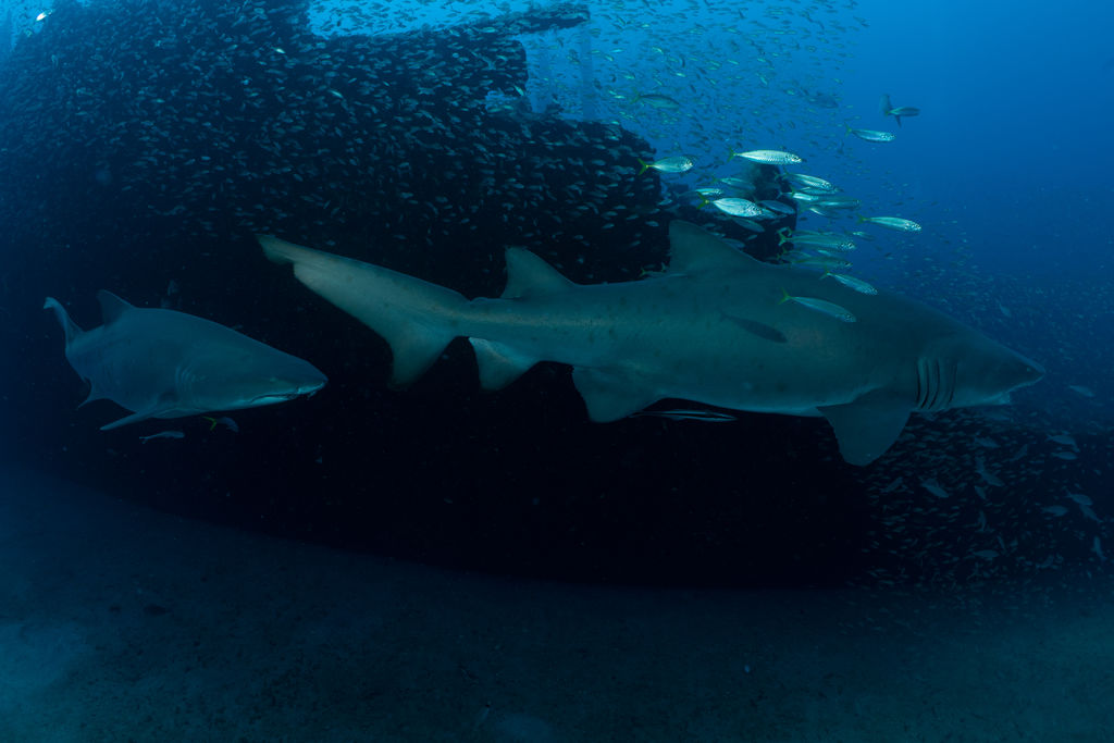 76b4772b-d84a-4cb2-b6c4-f6ef7e78029e